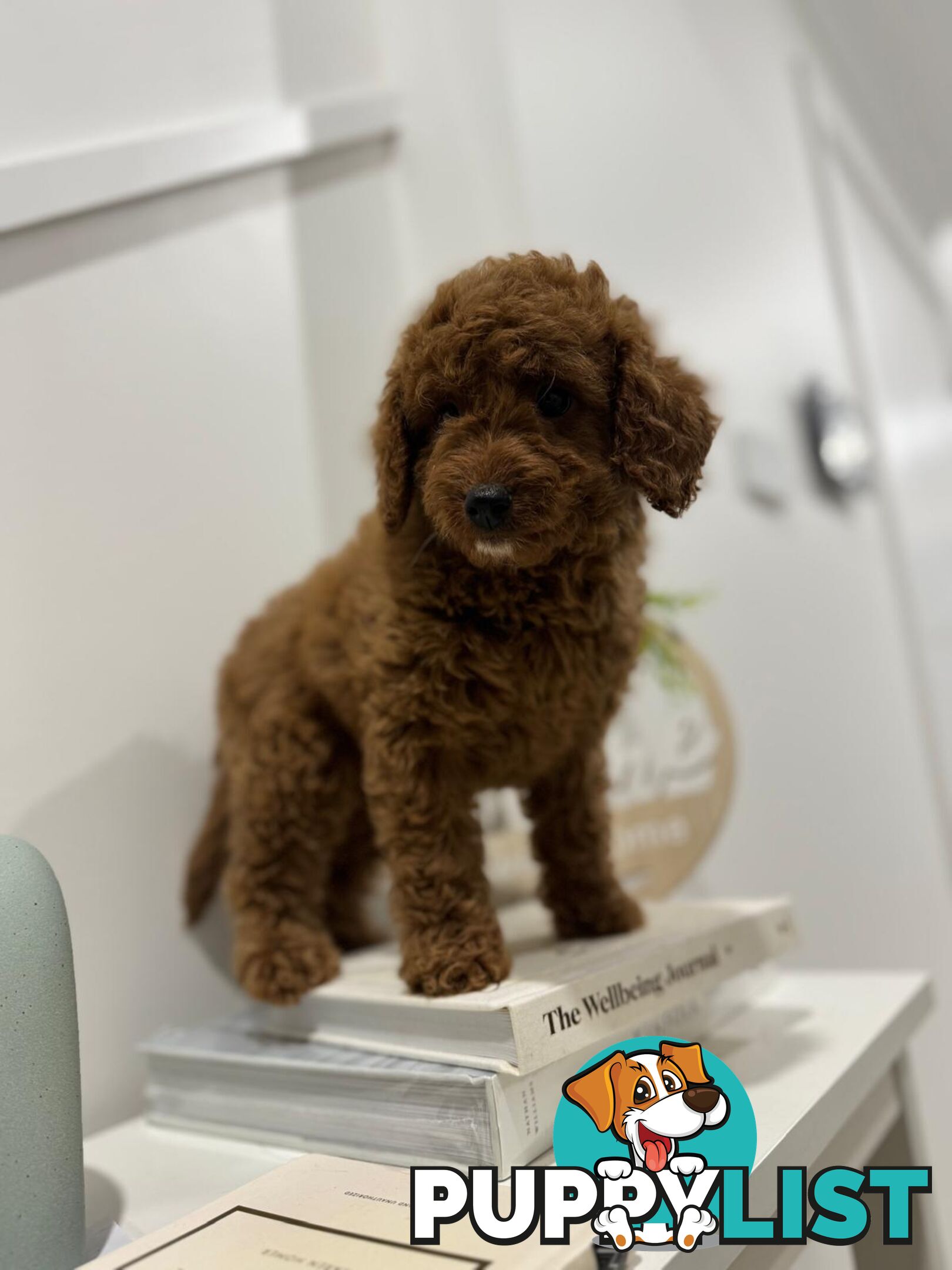 F1b Toy Cavoodle Puppies. Sire DNA Tested
