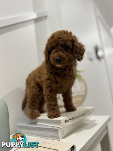 F1b Toy Cavoodle Puppies. Sire DNA Tested