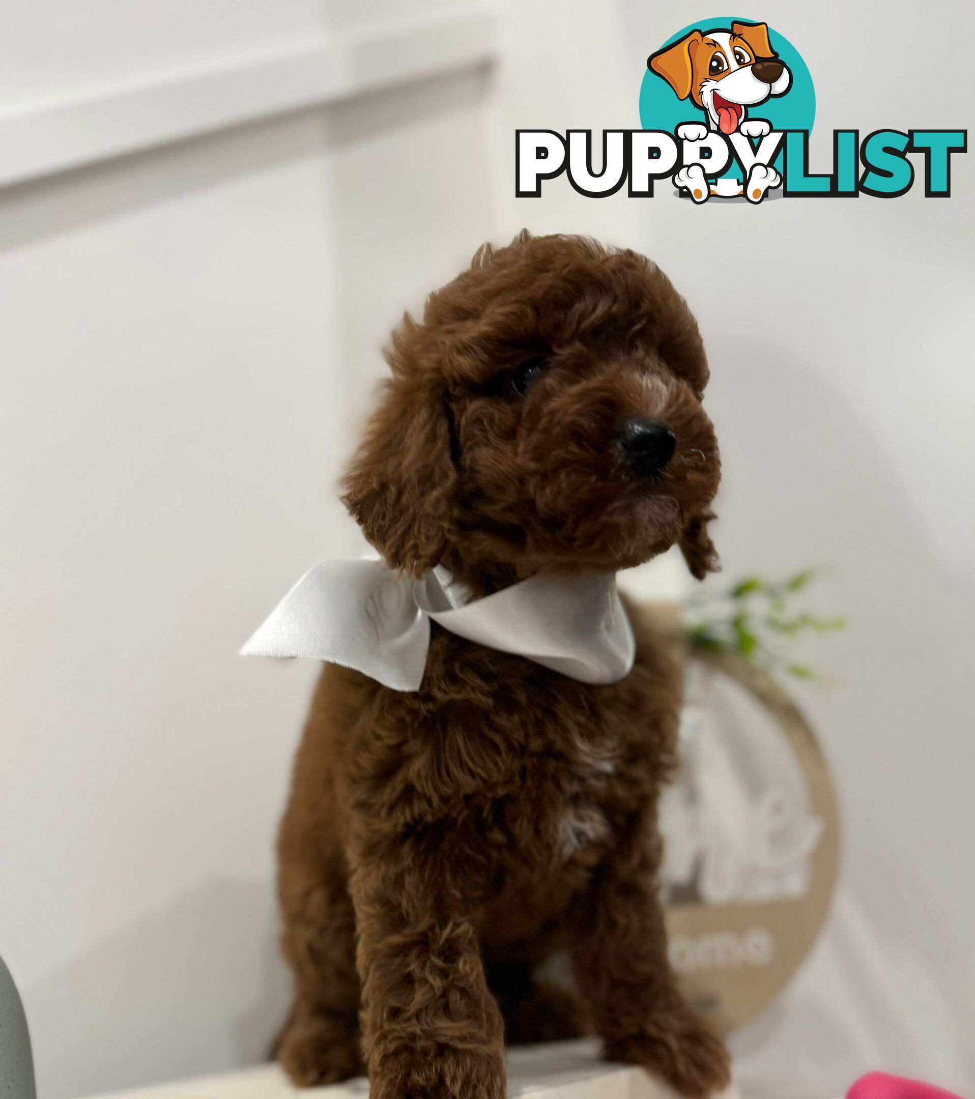 F1b Toy Cavoodle Puppies. Sire DNA Tested