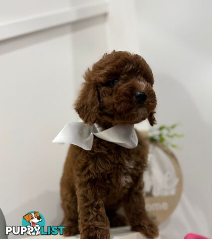F1b Toy Cavoodle Puppies. Sire DNA Tested