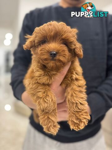 F1b Toy Cavoodle Puppies. Sire DNA Tested