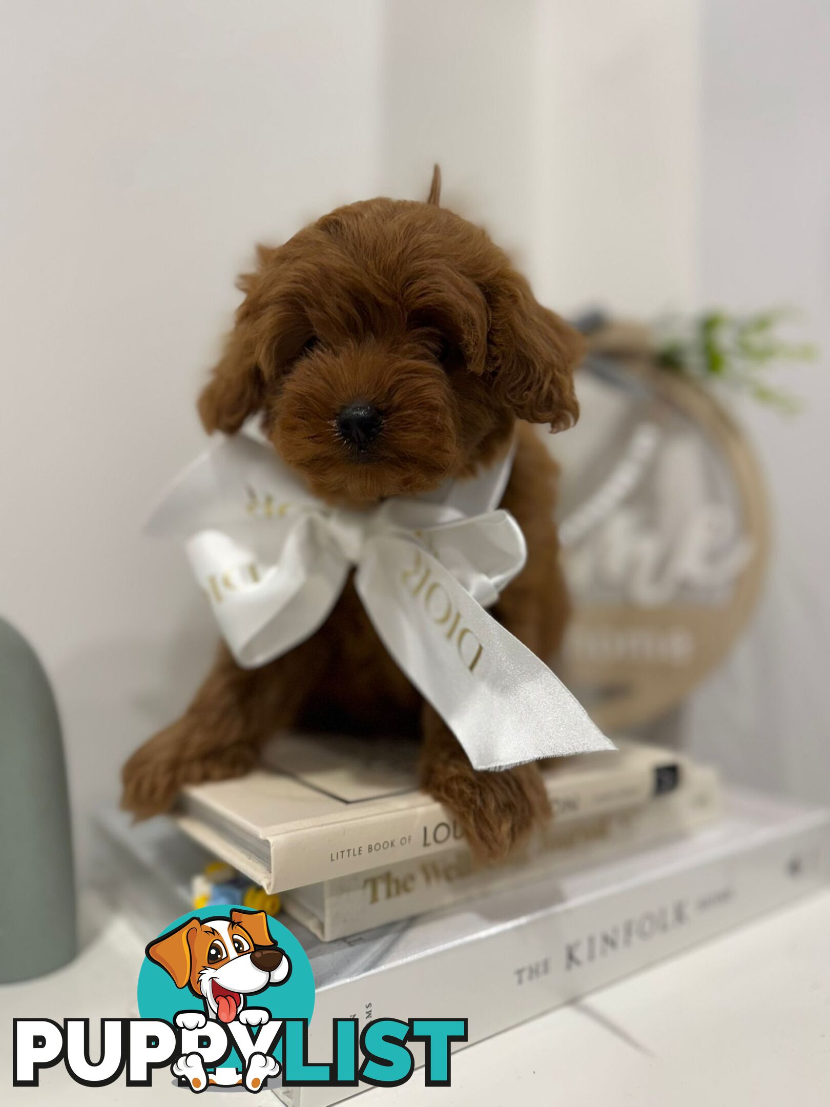 F1b Toy Cavoodle Puppies. Sire DNA Tested