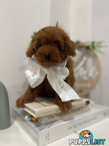 F1b Toy Cavoodle Puppies. Sire DNA Tested