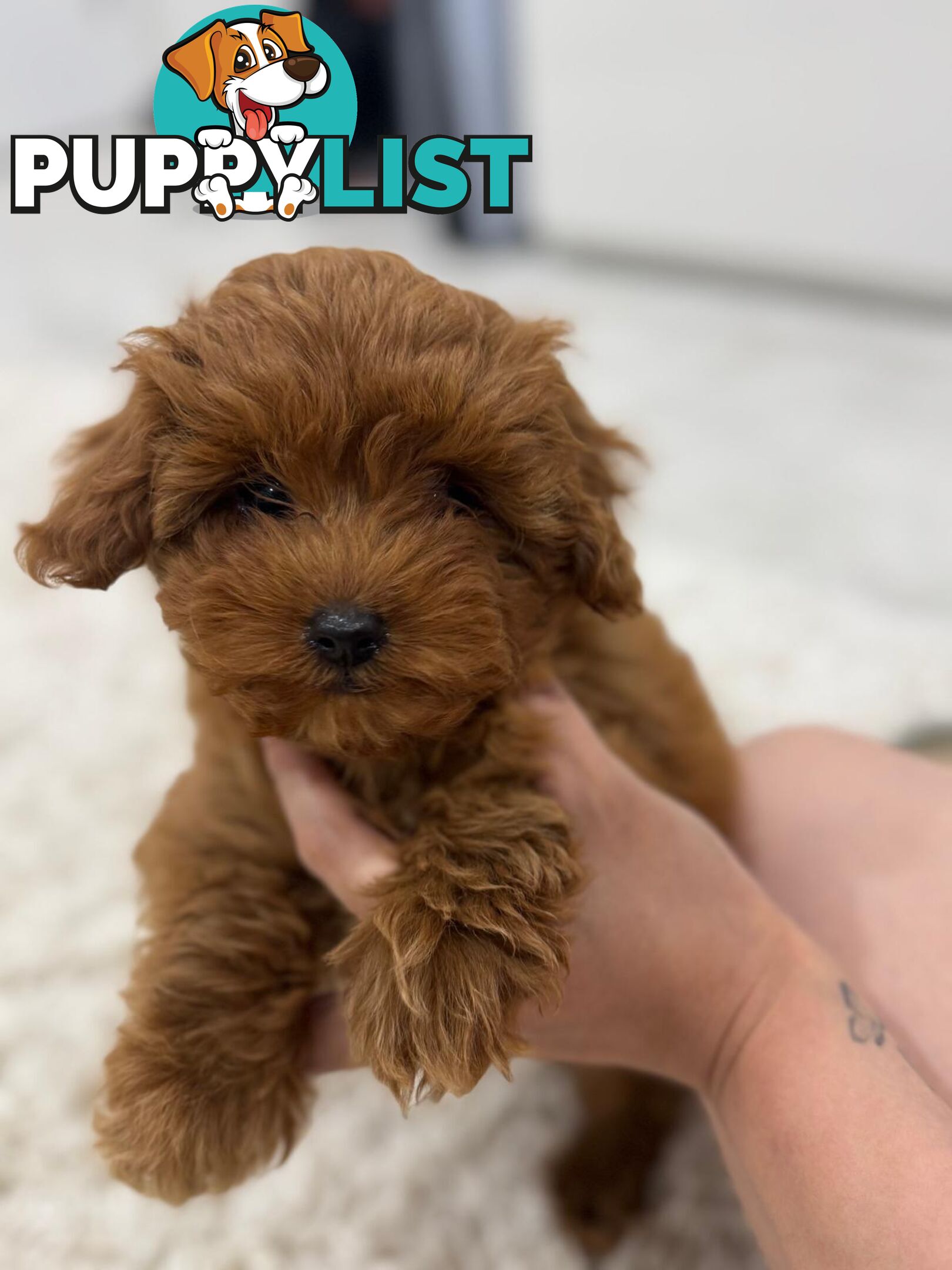 F1b Toy Cavoodle Puppies. Sire DNA Tested