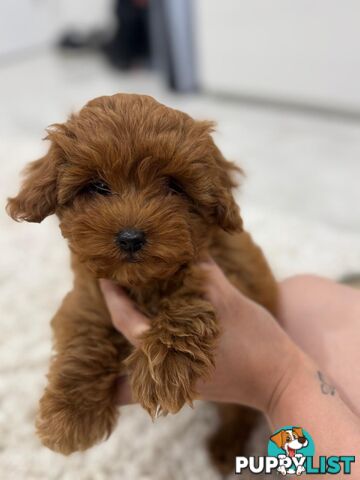 F1b Toy Cavoodle Puppies. Sire DNA Tested
