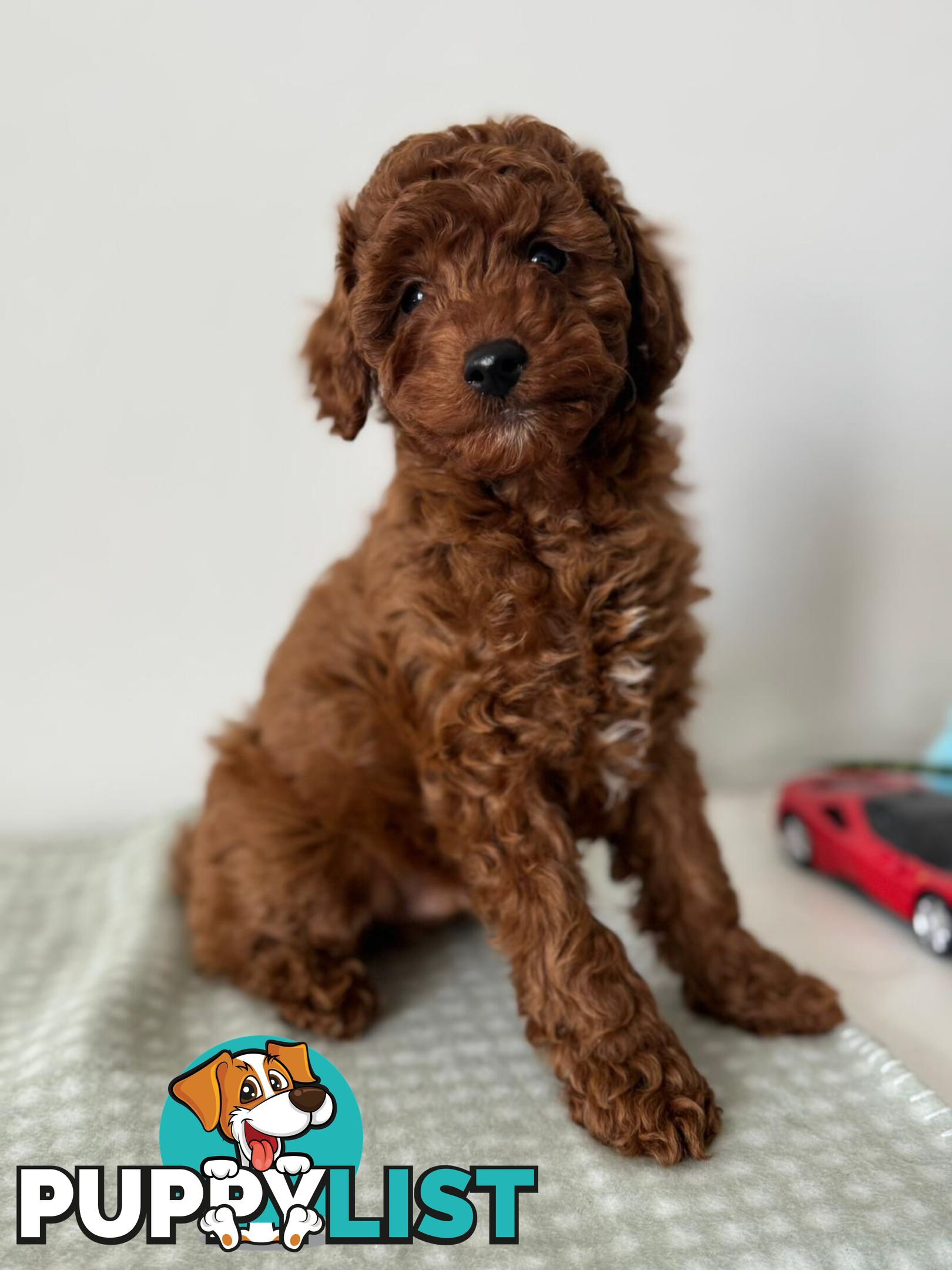F1b Toy Cavoodle Puppies. Sire DNA Tested