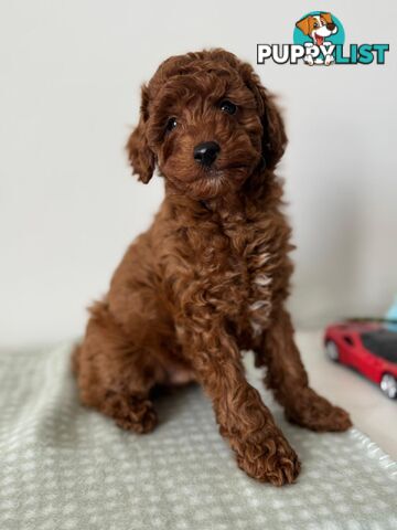 F1b Toy Cavoodle Puppies. Sire DNA Tested