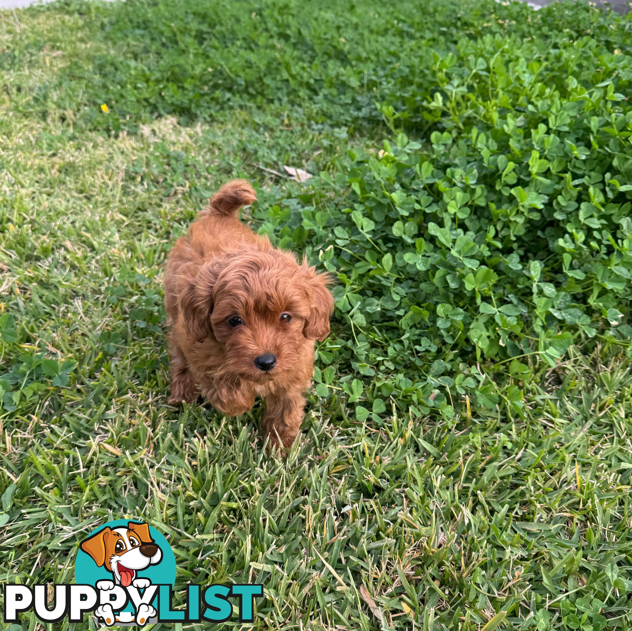 F1b Toy Cavoodle Puppies. Sire DNA Tested