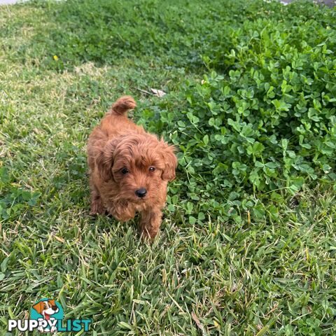 F1b Toy Cavoodle Puppies. Sire DNA Tested