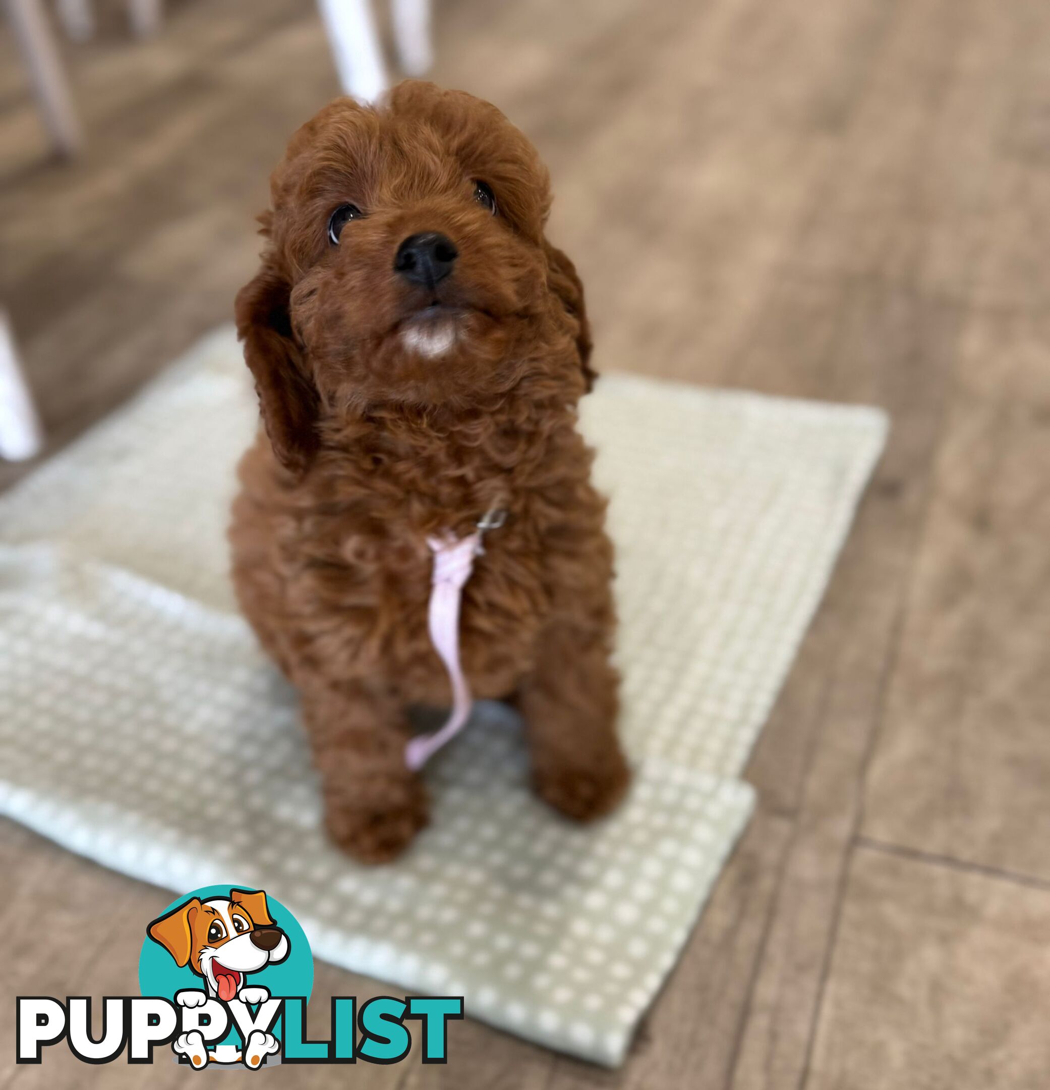 F1b Toy Cavoodle Puppies. Sire DNA Tested