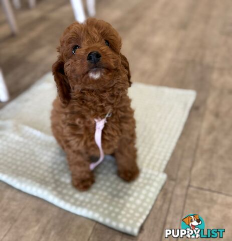 F1b Toy Cavoodle Puppies. Sire DNA Tested
