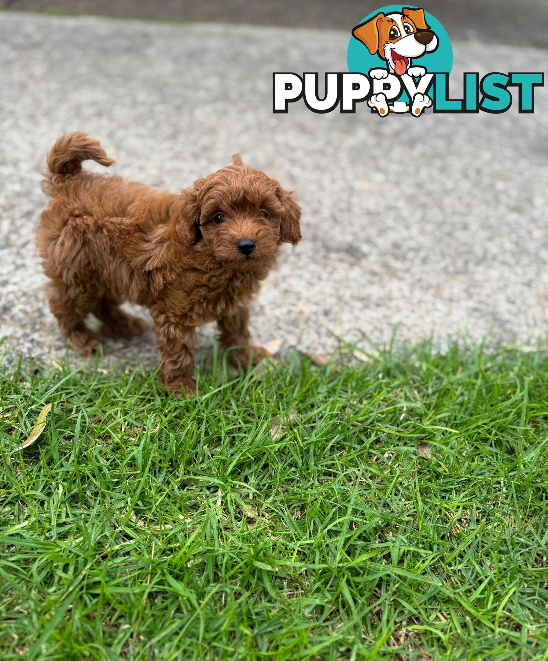 F1b Toy Cavoodle Puppies. Sire DNA Tested