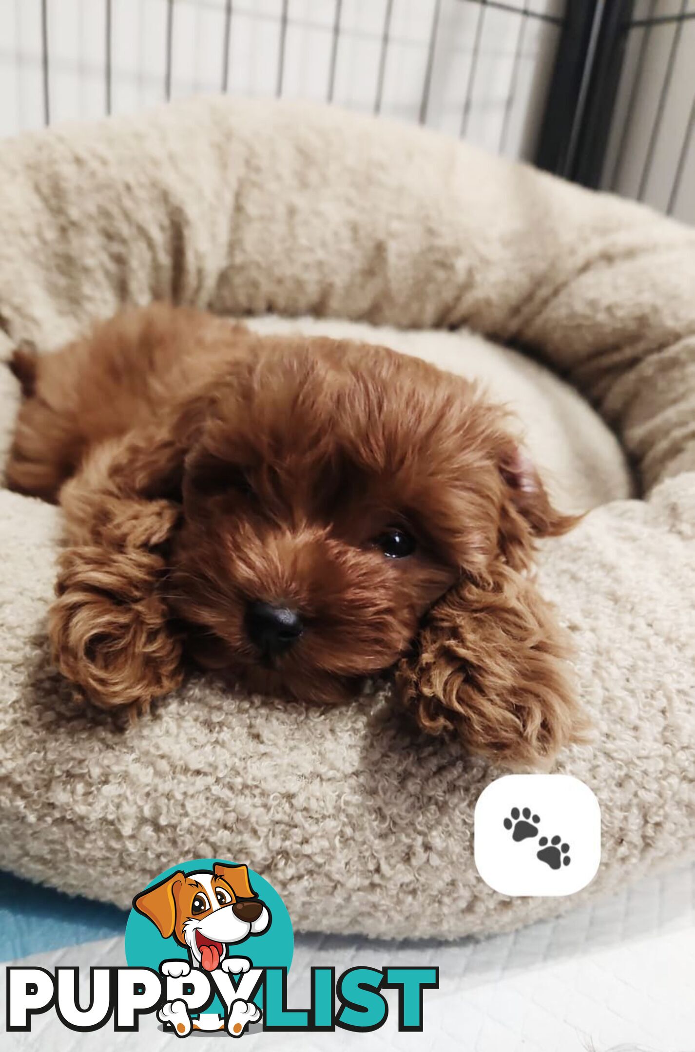 F1b Toy Cavoodle Puppies. Sire DNA Tested