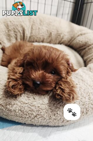 F1b Toy Cavoodle Puppies. Sire DNA Tested