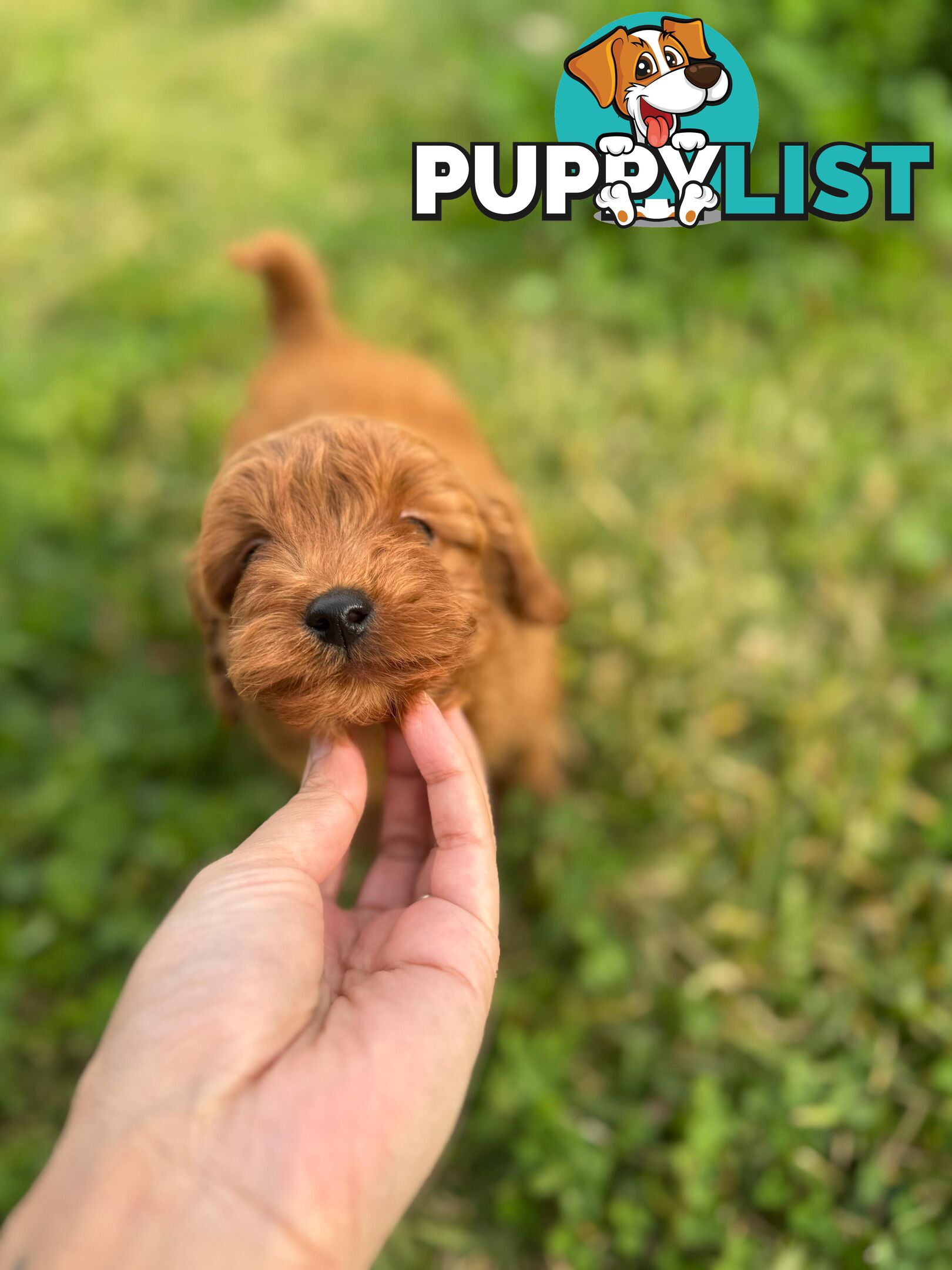 F1b Toy Cavoodle Puppies. Sire DNA Tested