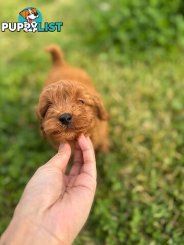F1b Toy Cavoodle Puppies. Sire DNA Tested