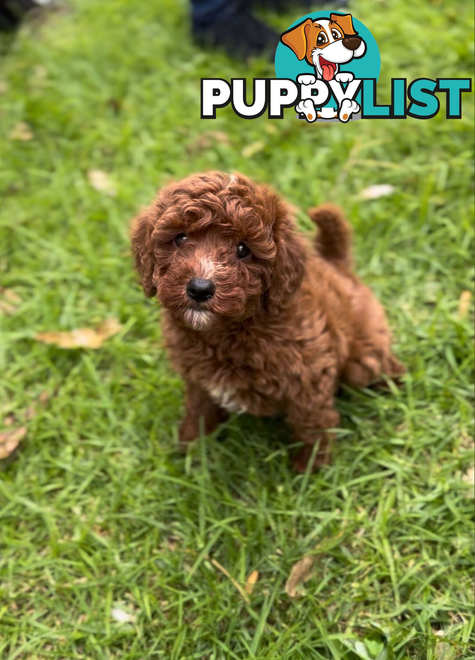 F1b Toy Cavoodle Puppies. Sire DNA Tested