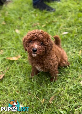F1b Toy Cavoodle Puppies. Sire DNA Tested