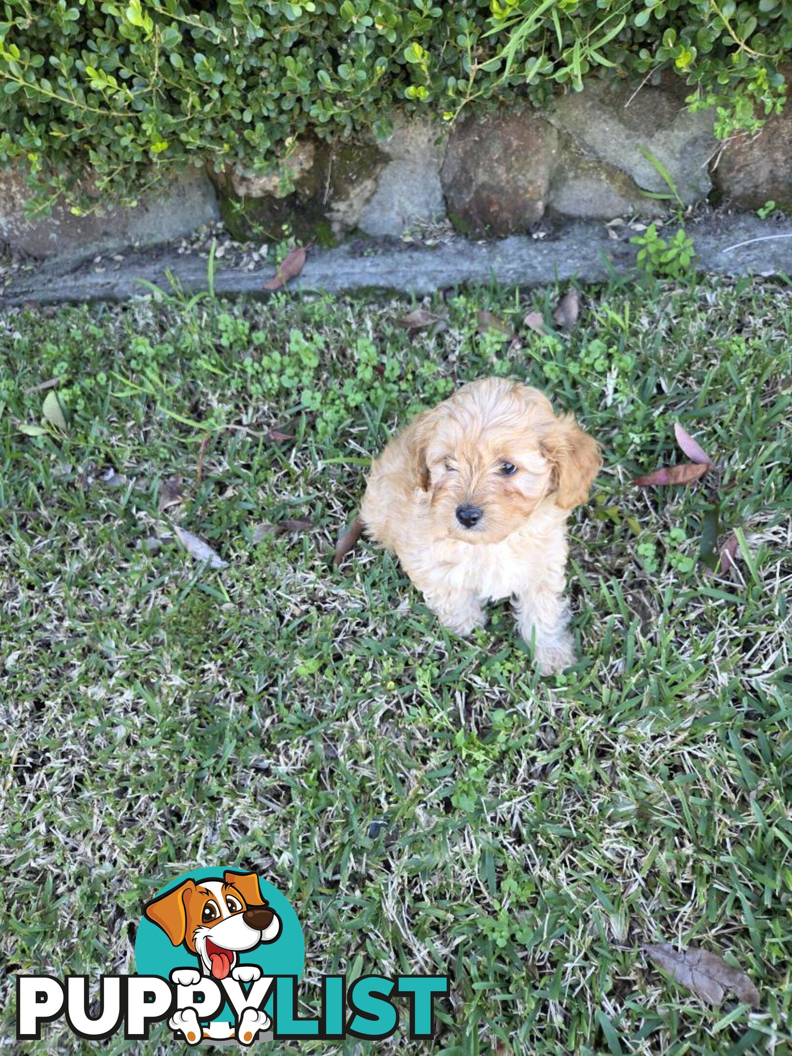 Cavoodle Puppies 🐶