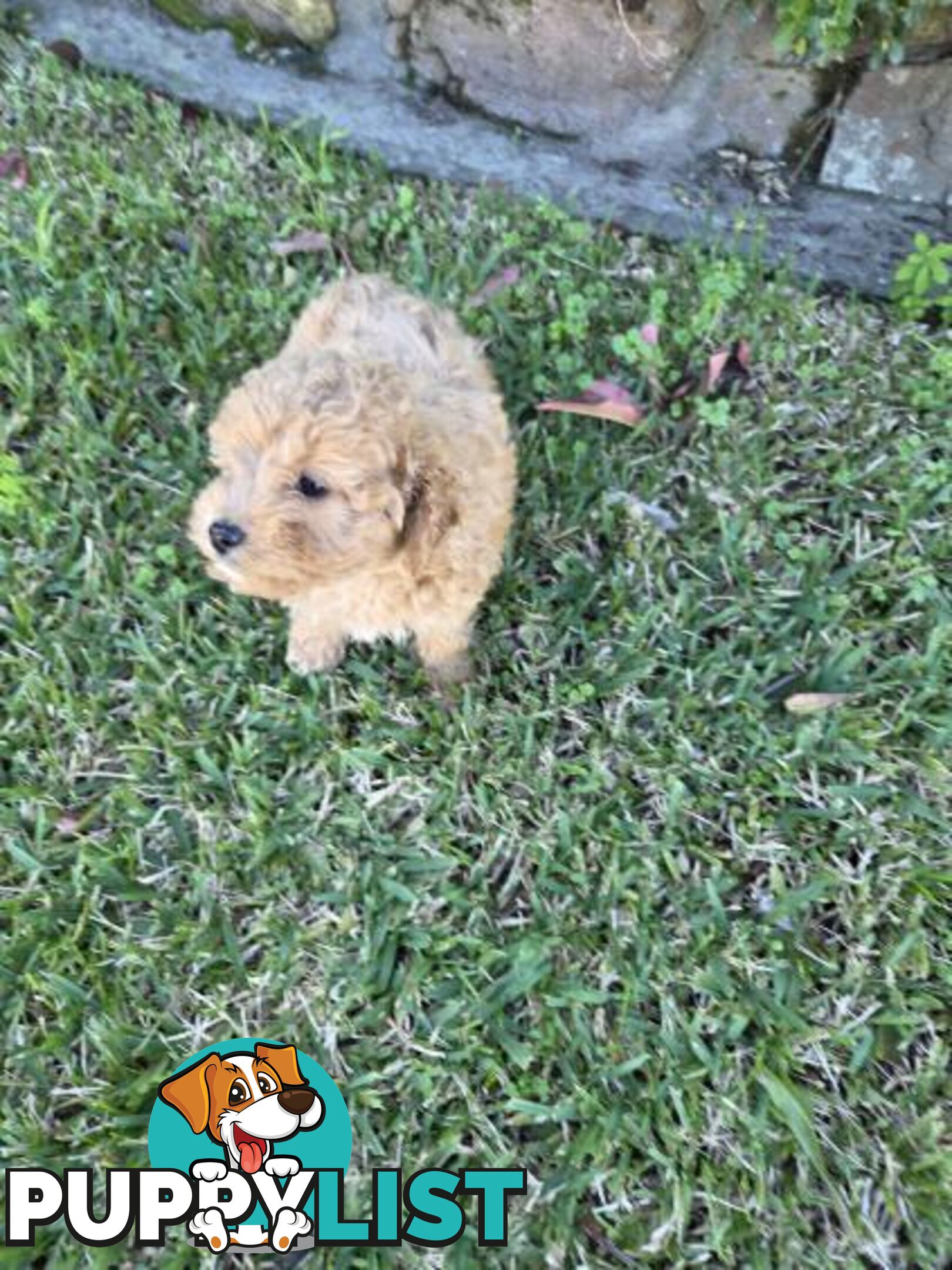 Cavoodle Puppies 🐶