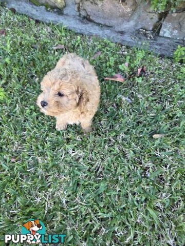 Cavoodle Puppies 🐶