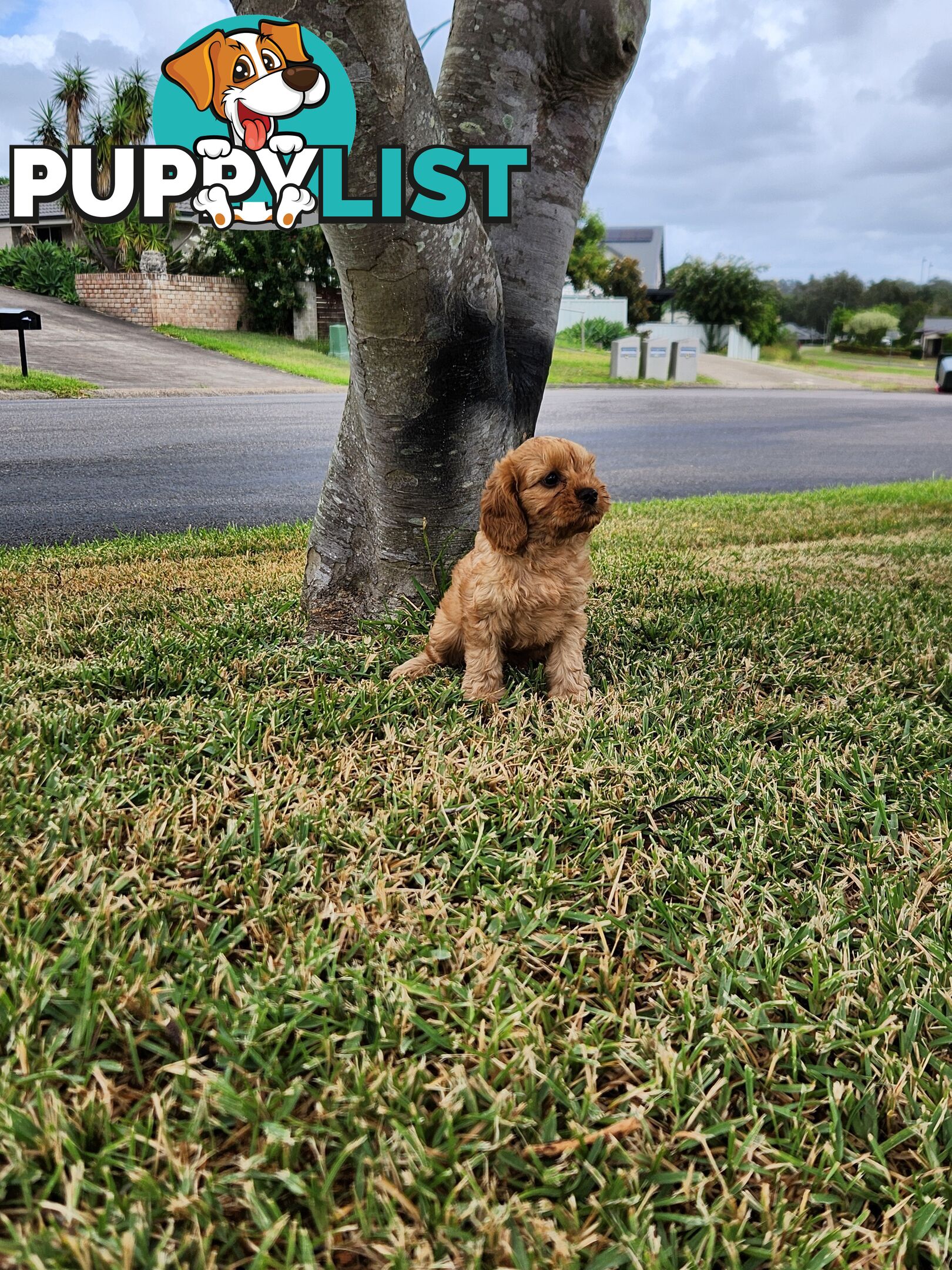 Cavoodle Puppies 🐶