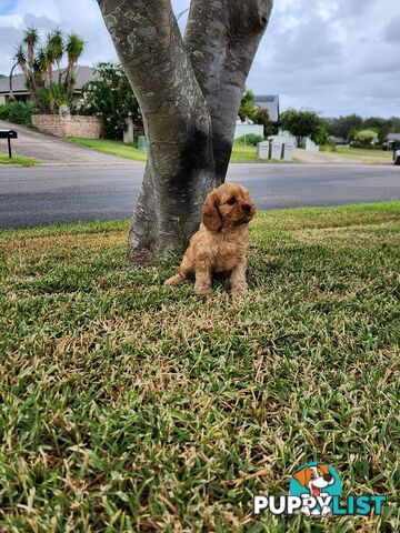 Cavoodle Puppies 🐶