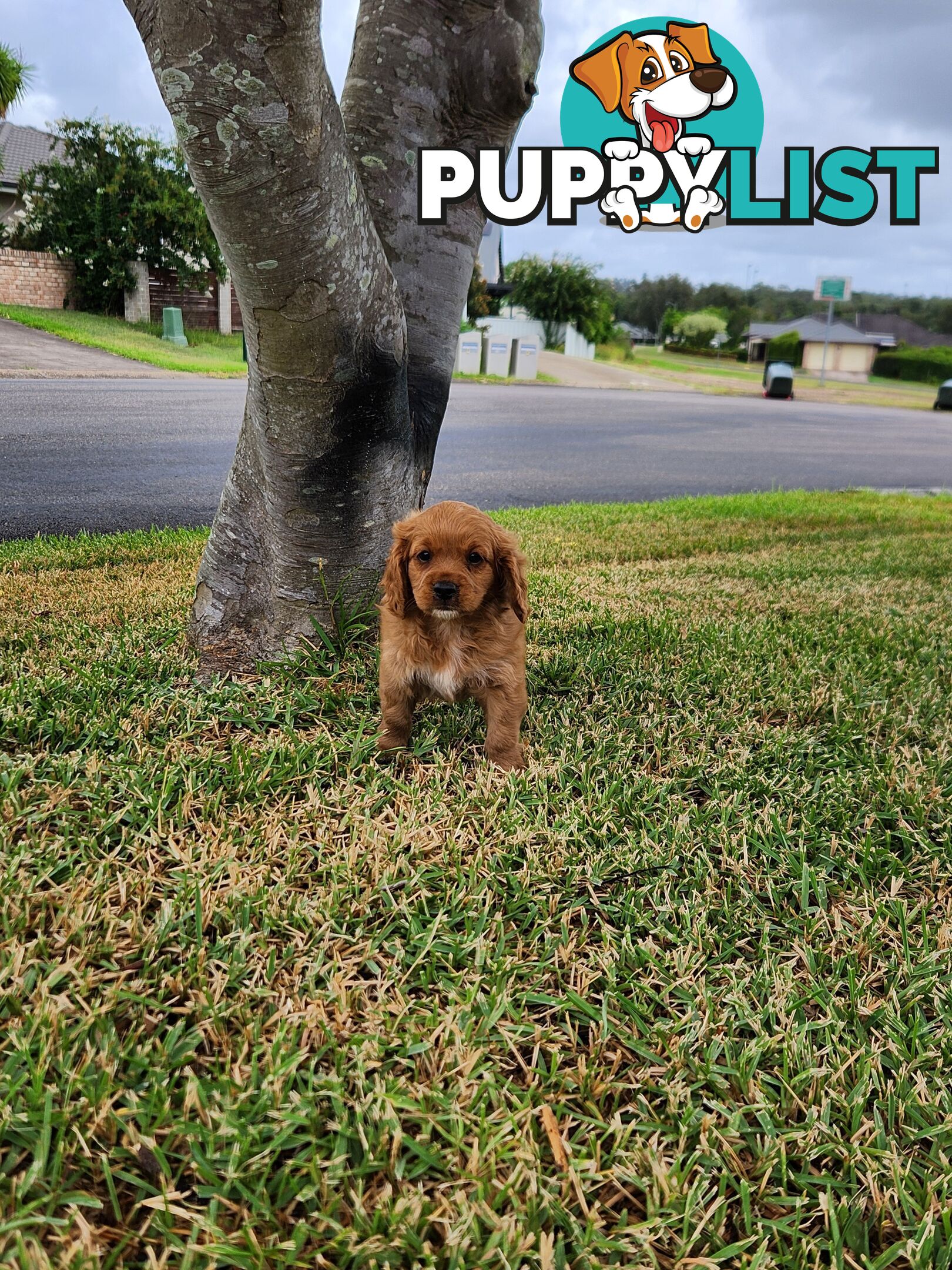 Cavoodle Puppies 🐶