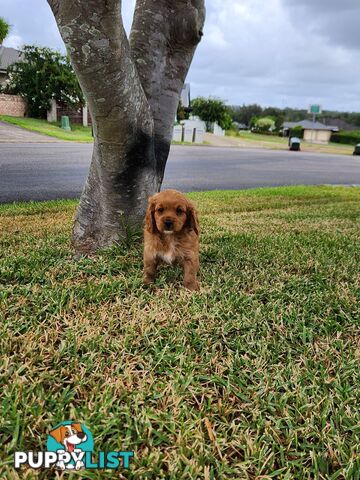 Cavoodle Puppies 🐶