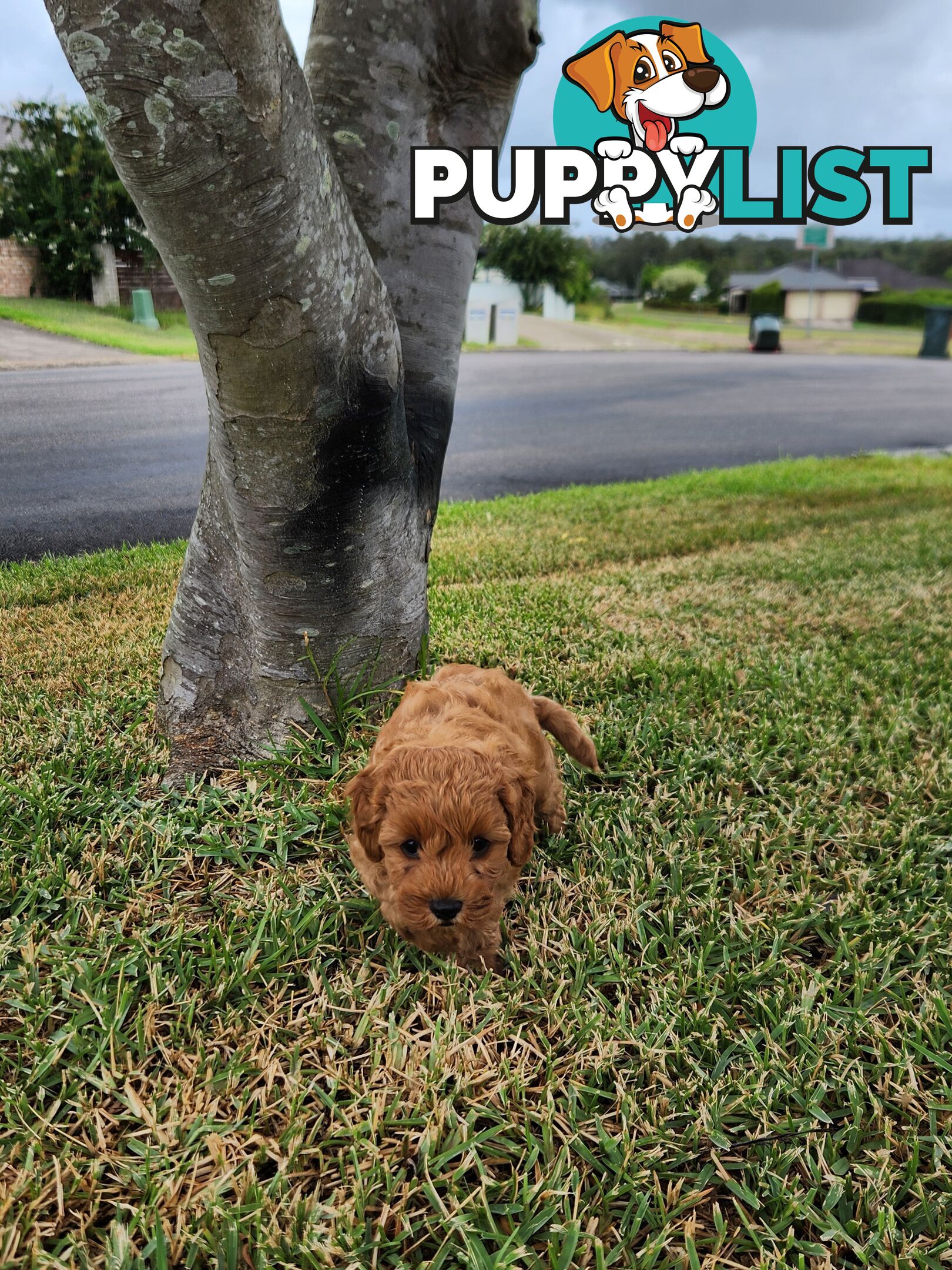 Cavoodle Puppies 🐶