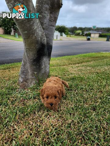 Cavoodle Puppies 🐶