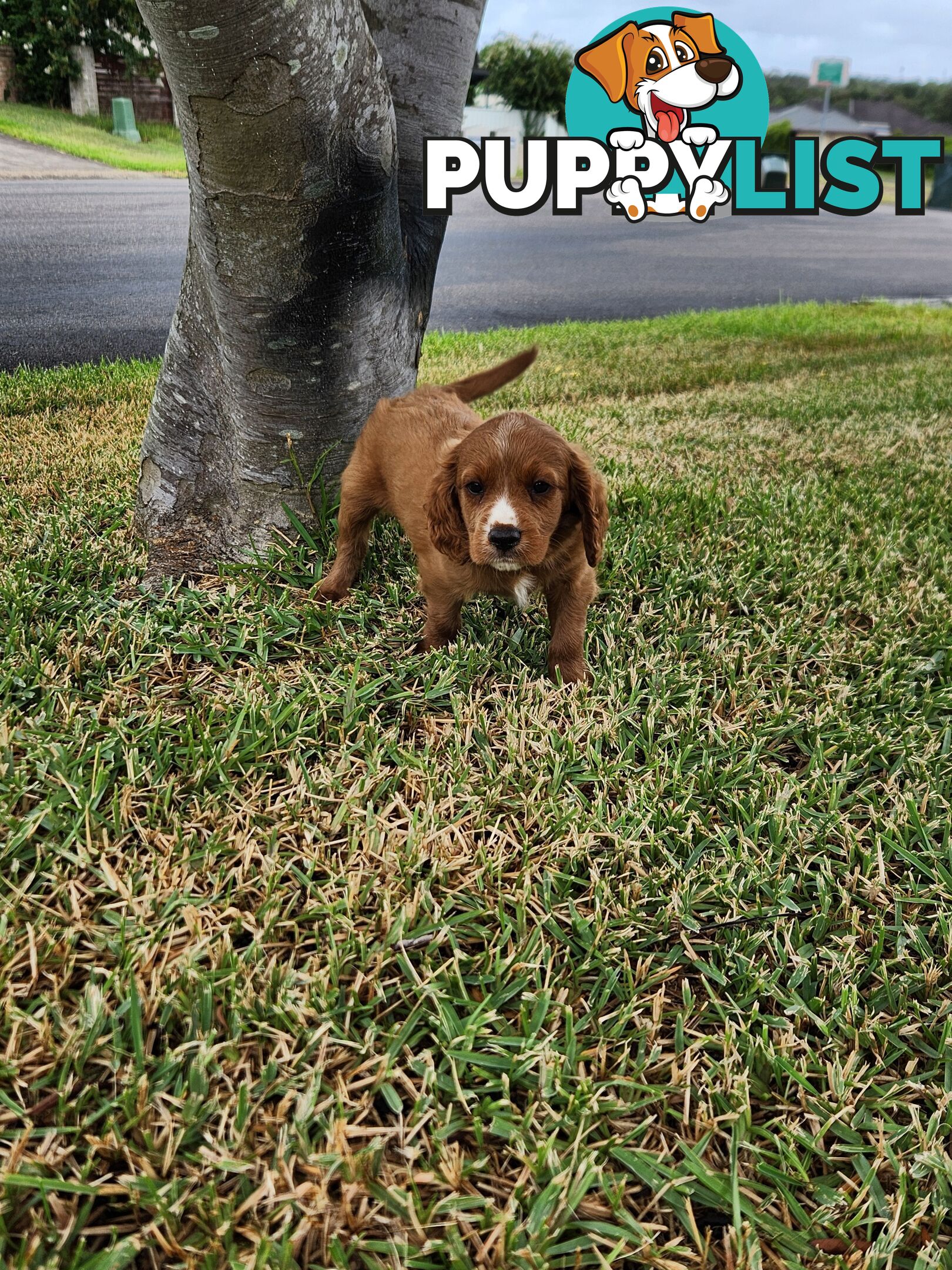 Cavoodle Puppies 🐶