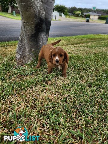 Cavoodle Puppies 🐶