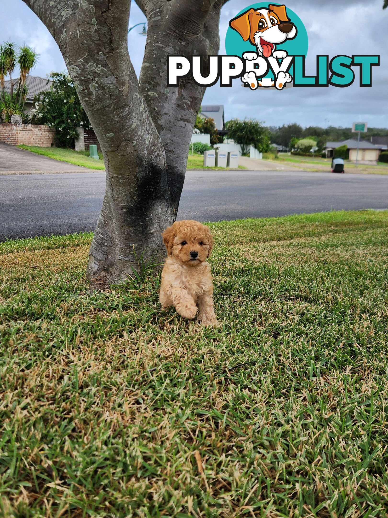 Cavoodle Puppies 🐶