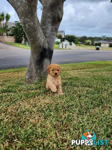 Cavoodle Puppies 🐶