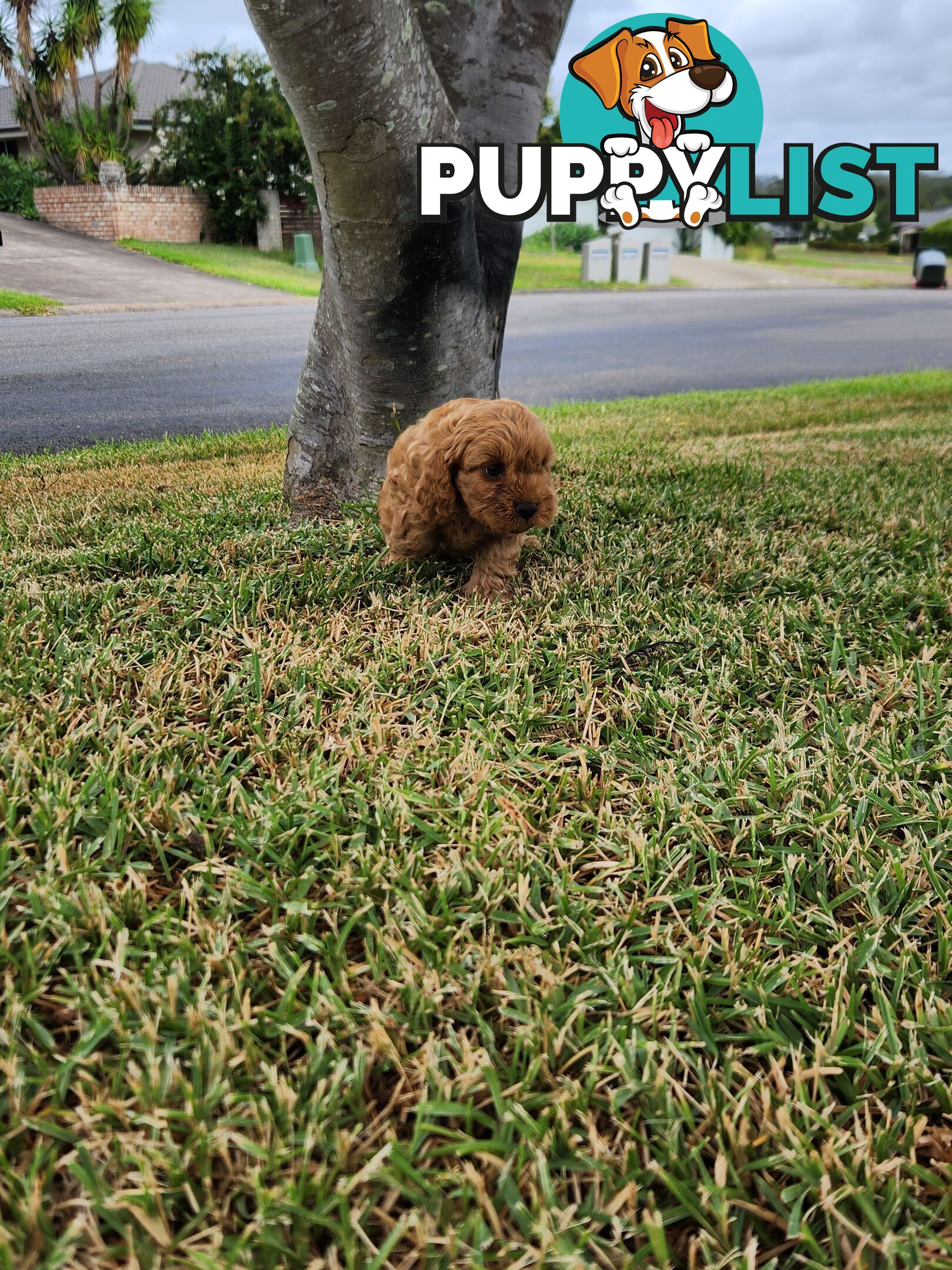 Cavoodle Puppies 🐶