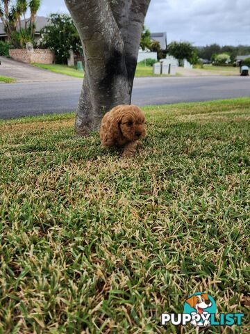 Cavoodle Puppies 🐶