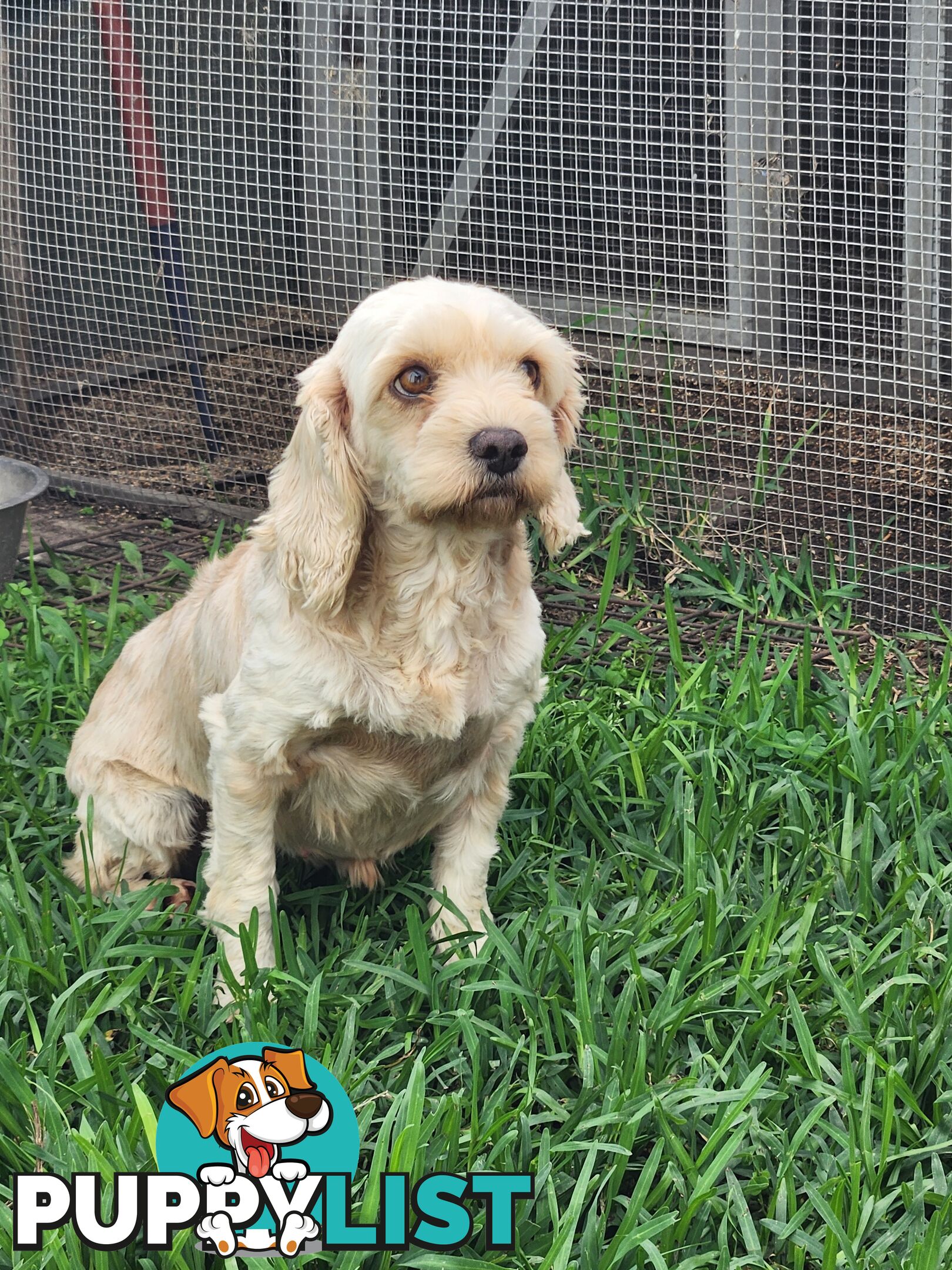 Male and Female Cavoodles