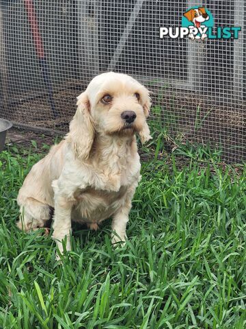 Male and Female Cavoodles