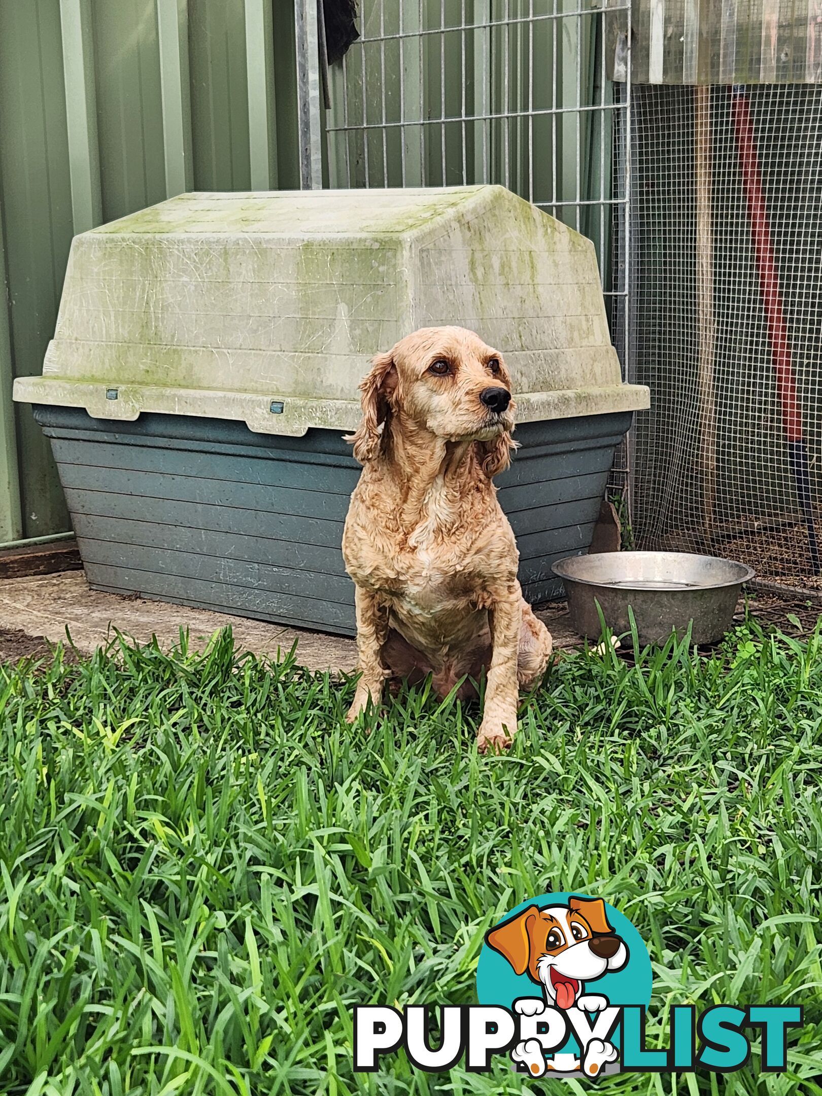 Male and Female Cavoodles