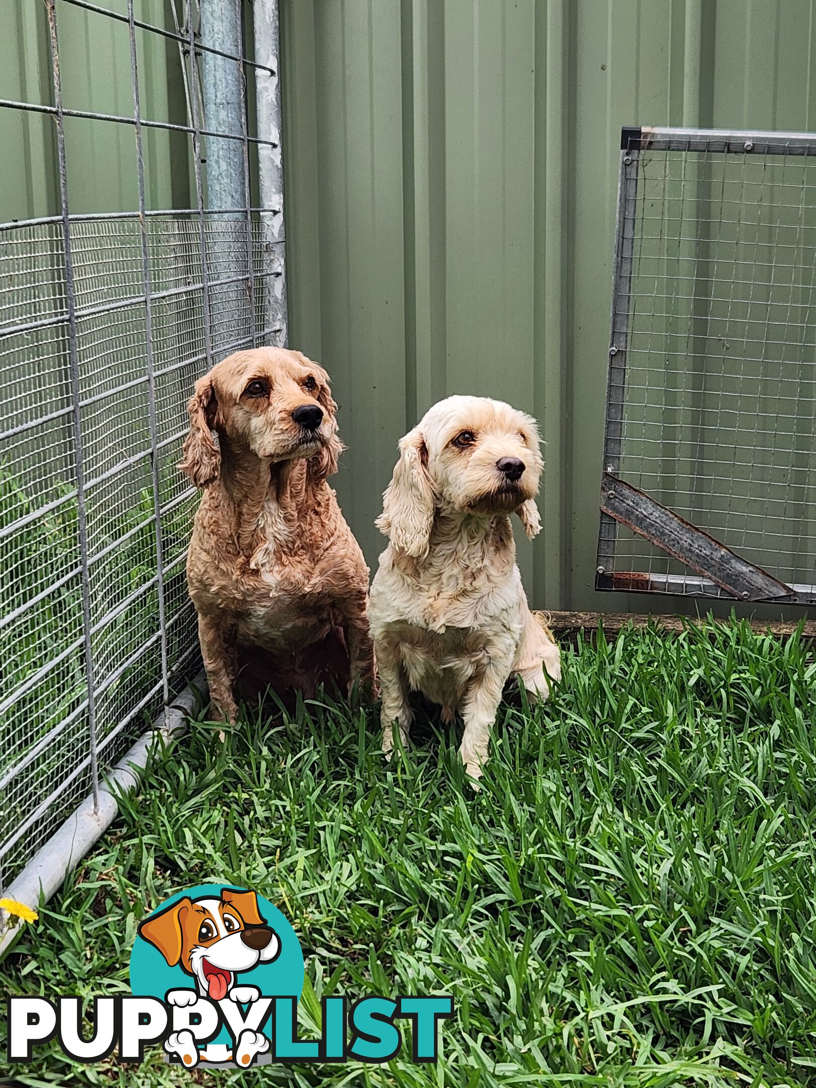 Male and Female Cavoodles