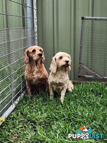 Male and Female Cavoodles