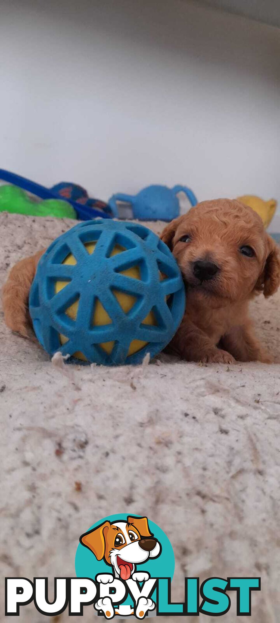 Toy poodle -toy cavoodle puppies