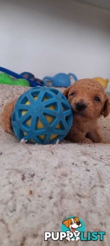 Toy poodle -toy cavoodle puppies