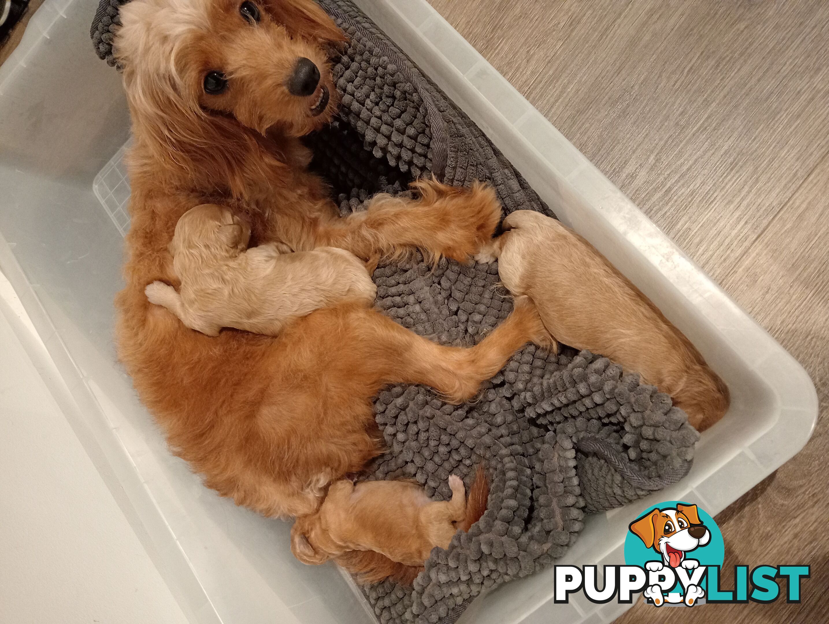 Toy poodle -toy cavoodle puppies