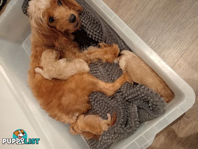 Toy poodle -toy cavoodle puppies