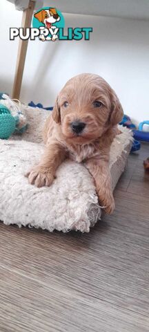 Toy poodle -toy cavoodle puppies