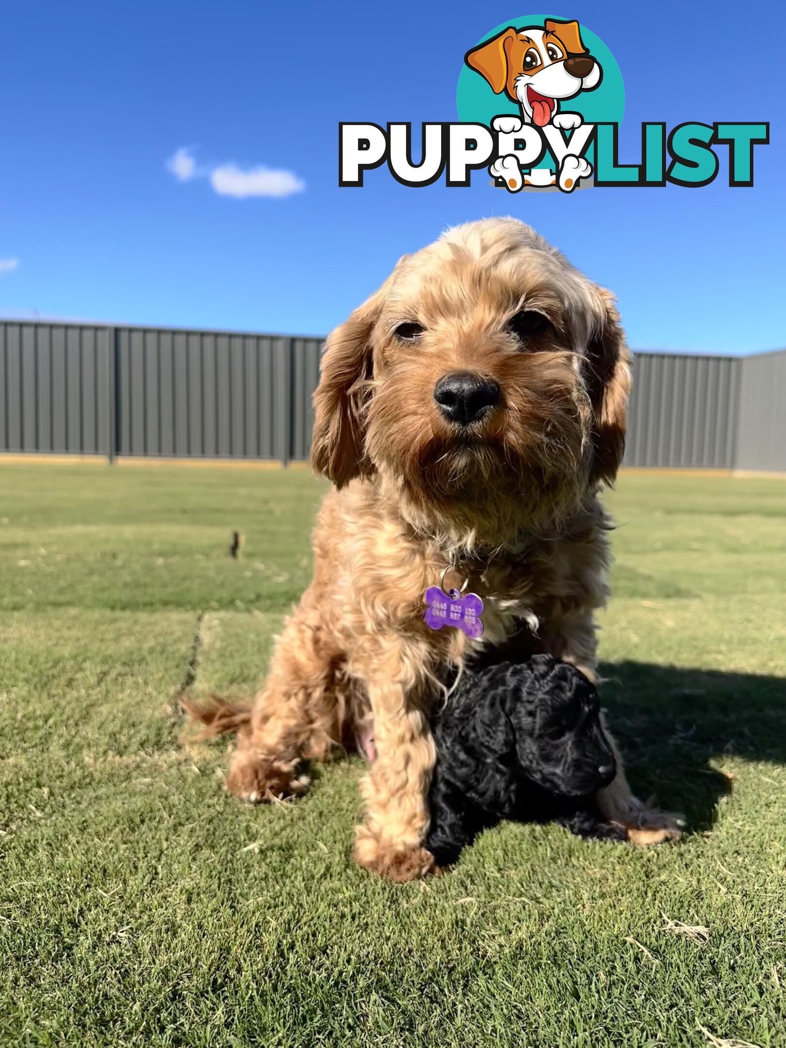Cavoodle FB1