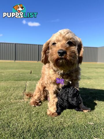 Cavoodle FB1