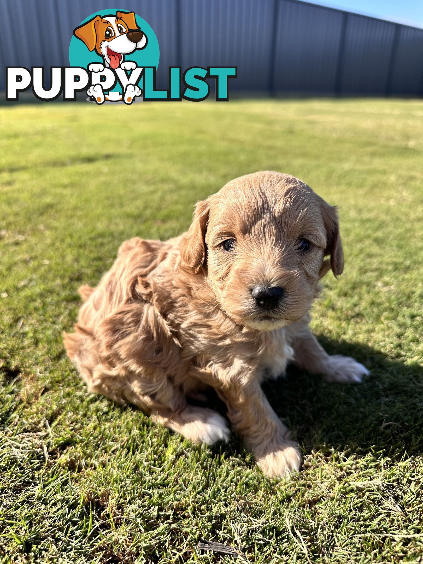 Cavoodle FB1